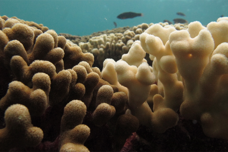 coral-800px.png
