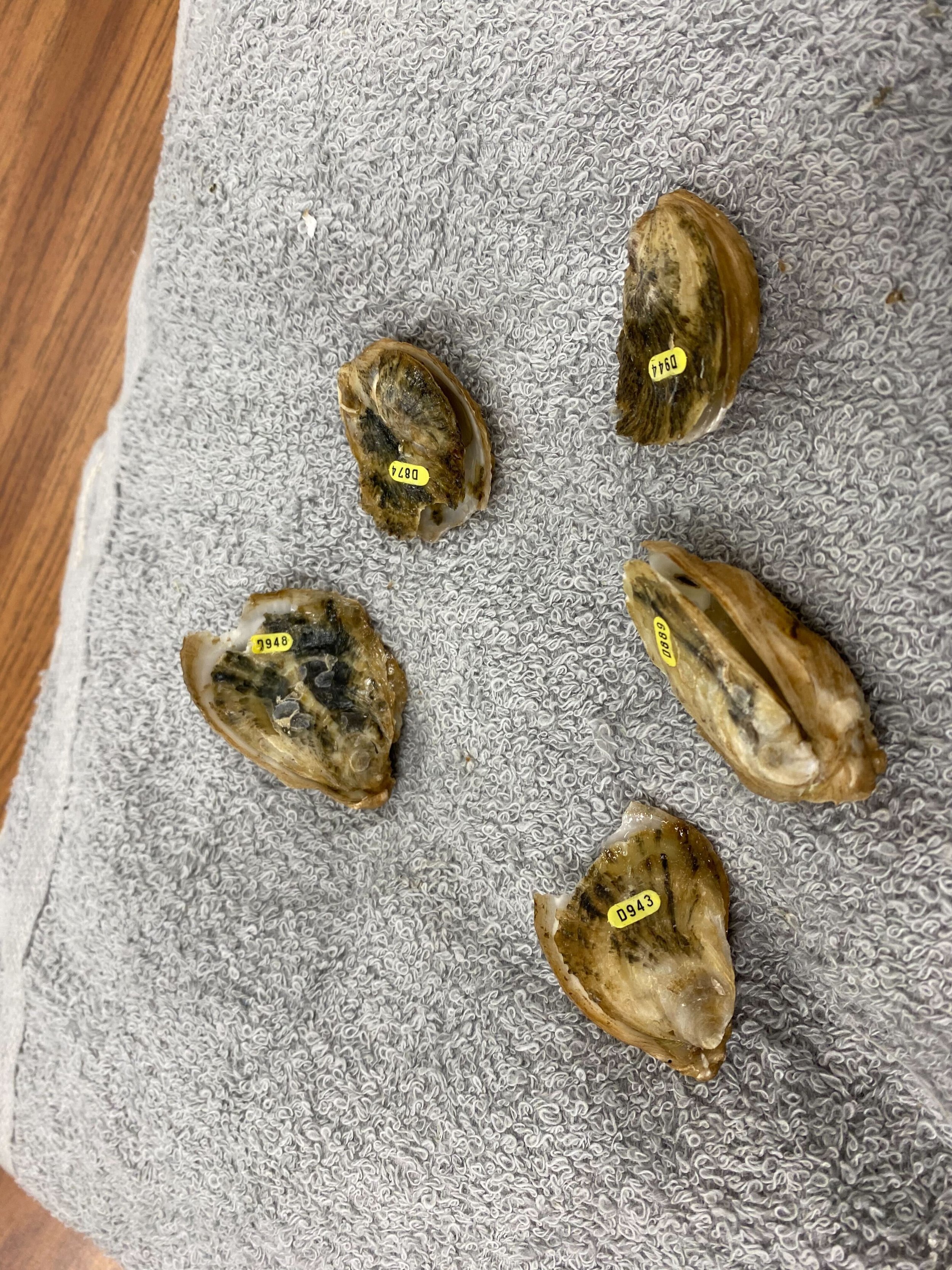IMG_8953.jpg