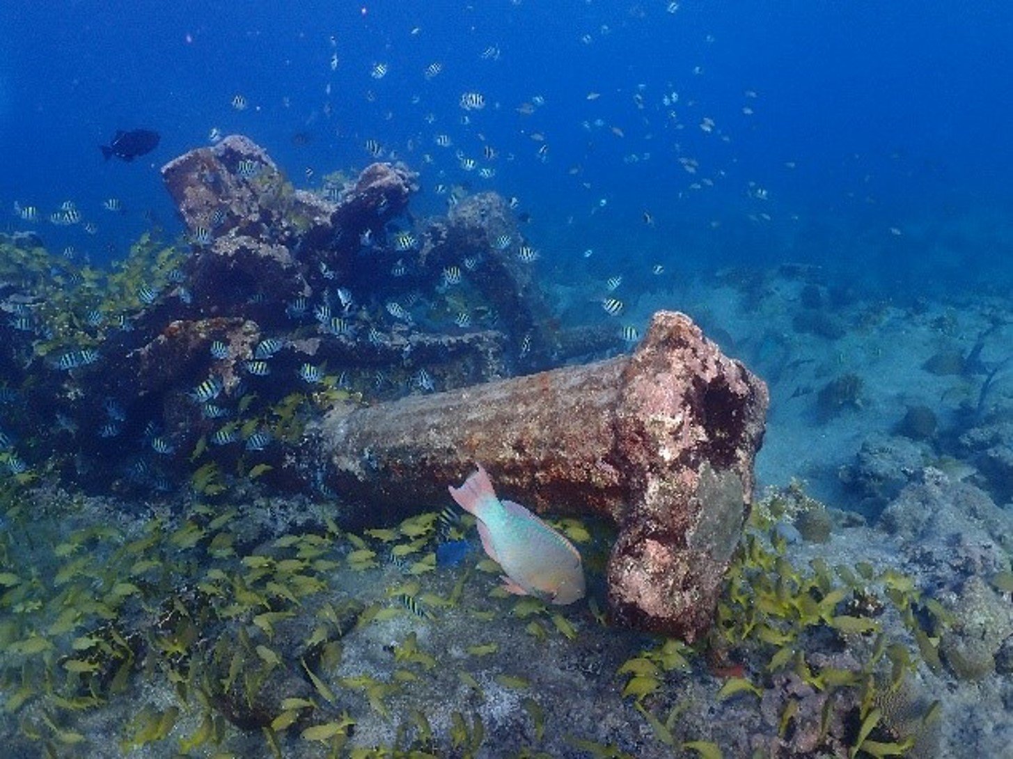 coral pic 2.jpg