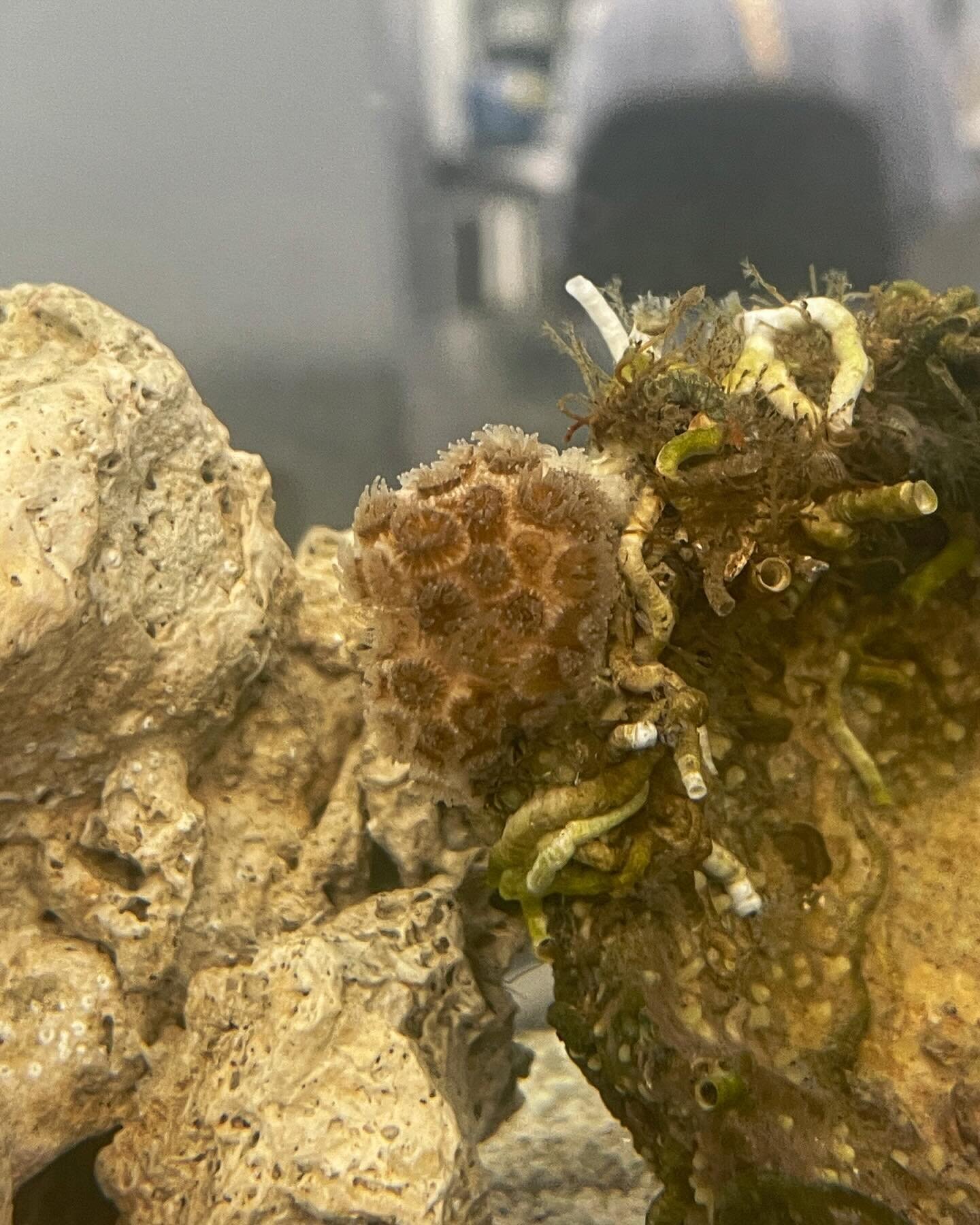 🤩 Welcome CiCi, Our New Resident of the Bahr Lab! 🤩
Hello everyone, we&rsquo;re thrilled to introduce CiCi, the newest member of the Bahr Lab family! 🎉 CiCi is a breathtaking species of Astrangia coral (Astrangia sp.) discovered during a recent b